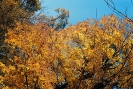 Osin_12