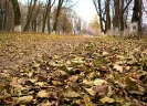 Osin_15