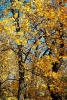 Osin_1