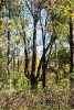 Osin_3