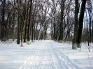 Алея в парку